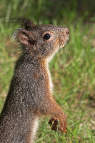 Eichhörnchen - 22
