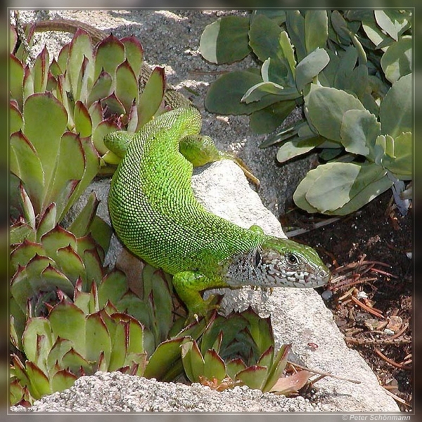 Smaragdeidechse Weibchen