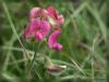 Blume unbekannt Blume unbekannt