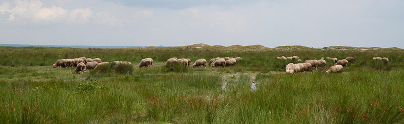 24-land-und-leute.jpg - Große Flächen des Deltas werden auch landwirtschaftlich genutzt.