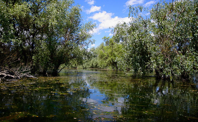 11-bootsausfahrten.jpg - Traumhafte, mangrovenähnliche Landschaft.