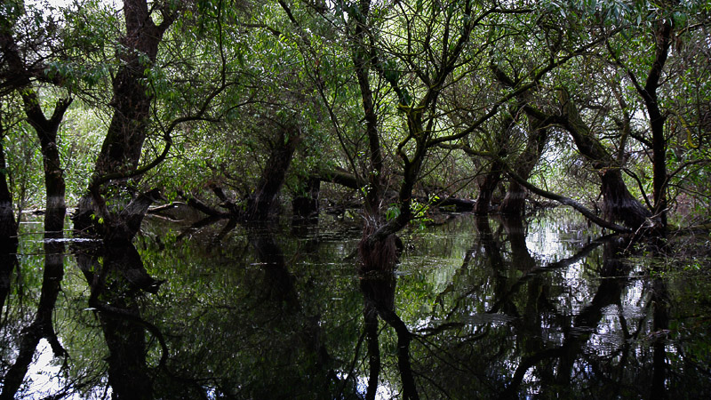 13-bootsausfahrten.jpg - Traumhafte, mangrovenähnliche Landschaft.