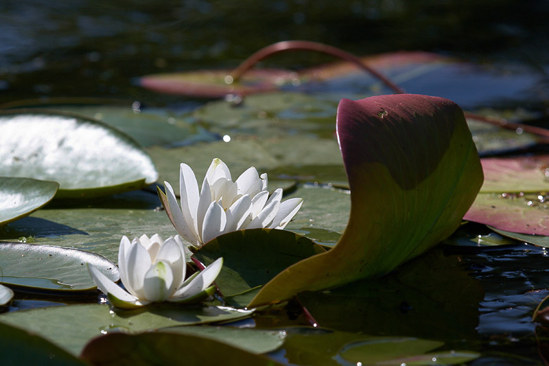 14-bootsausfahrten.jpg - Große Wasserflächen mit Seerosen und anderen wunderschönen Wasserpflanzen.
