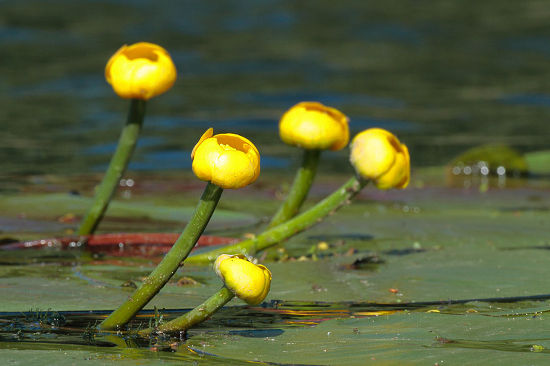 16-bootsausfahrten.jpg - Große Wasserflächen mit Seerosen und anderen wunderschönen Wasserpflanzen.