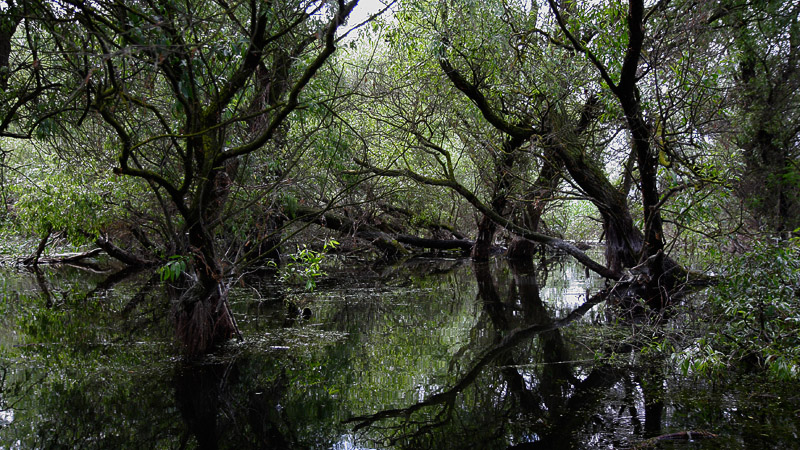 17-bootsausfahrten.jpg - Traumhafte, mangrovenähnliche Landschaft.