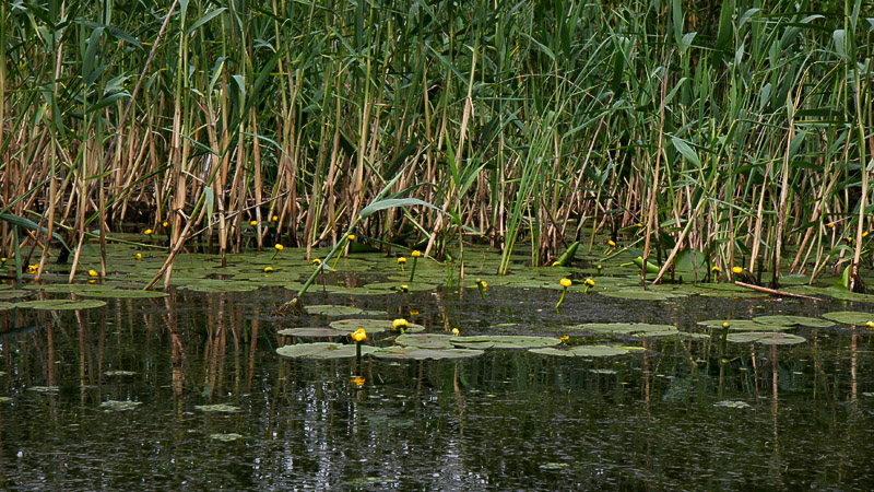 19-bootsausfahrten.jpg - Wir durchfahren wunderschöne Schilfkanäle.