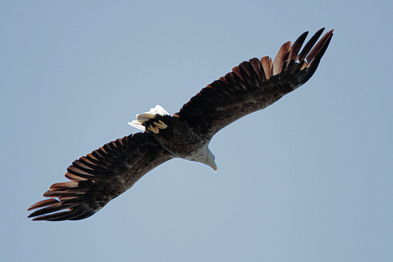27-bootsausfahrten.jpg - Auch ein Seeadler schwebte über unseren Köpfen.