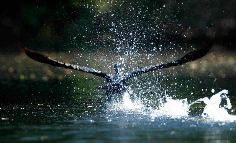 32-bootsausfahrten.jpg - Ein Kormoran beim Start.