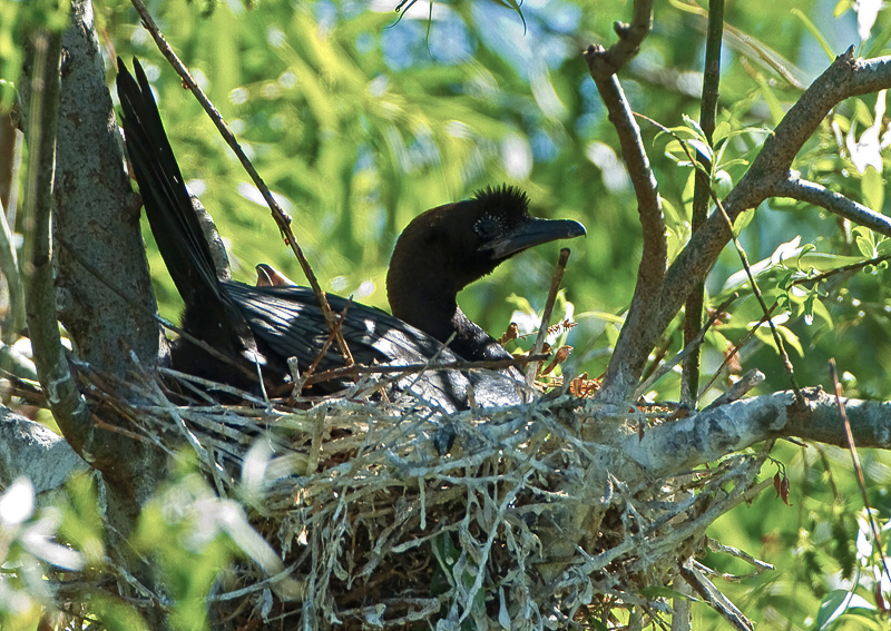 33-bootsausfahrten.jpg - Eine Zwergscharbe im Nest. Dahinter sieht man den kleinen Schnabel eines Kükens.