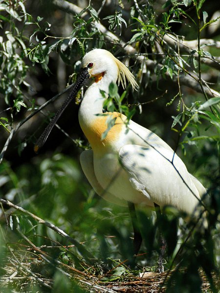 34-bootsausfahrten.jpg - Ein Löffler im Nest.