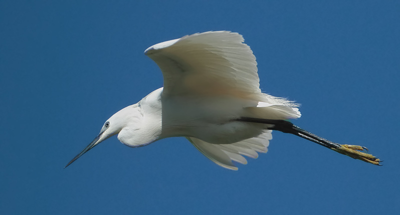 37-bootsausfahrten.jpg - Ein Seidenreiher im Überflug. Hunderte Vögel am Himmel, in den Nestern und in den Bäumen und man weiß in diesem Moment überhaut nicht, was man zuerst fotografieren soll.