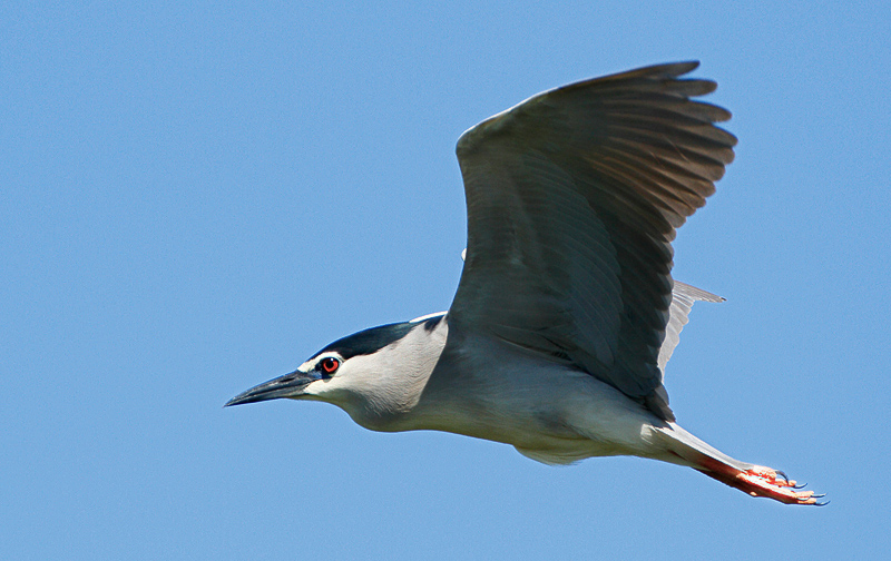 40-bootsausfahrten.jpg - Ein Nachtreiher im Flug.