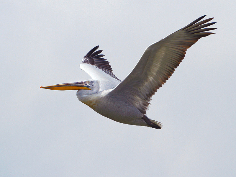 49-bootsausfahrten.jpg - Und er fliegt ein paar Runden um unser Boot, ehe er sich dann doch wieder in unserer Nähe niederläßt.