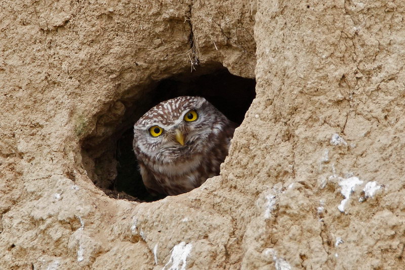 06-tiere-in-der-region.jpg - Einen Steinkauz entdeckten wir auch in einer Bienenfresserkolonie.