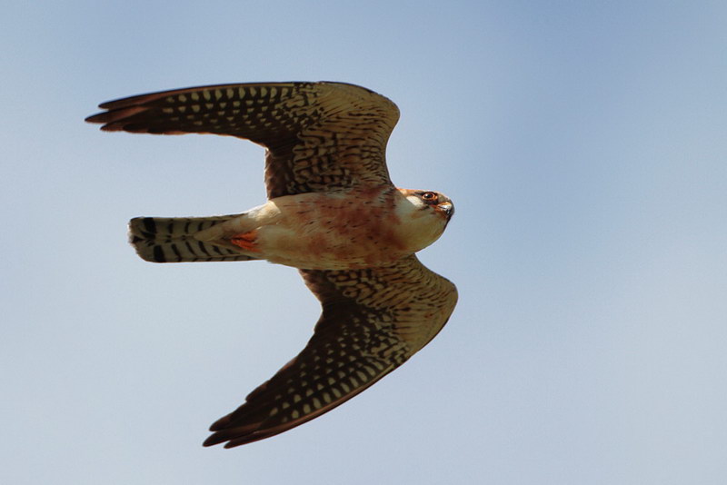 11-tiere-in-der-region.jpg - Rotfußfalke - weiblich