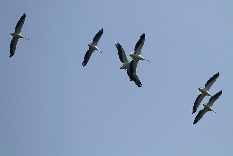 23-tiere-in-der-region.jpg - Überfliegende Pelikane.