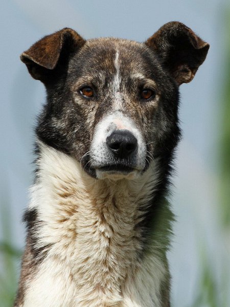 25-tiere-in-der-region.jpg - In dieser Region leben auch viele streunende und ausgewilderte Hunde. Man kann sie auch immer wieder weit weg von Ortschaften, in freier Wildbahn antreffen.