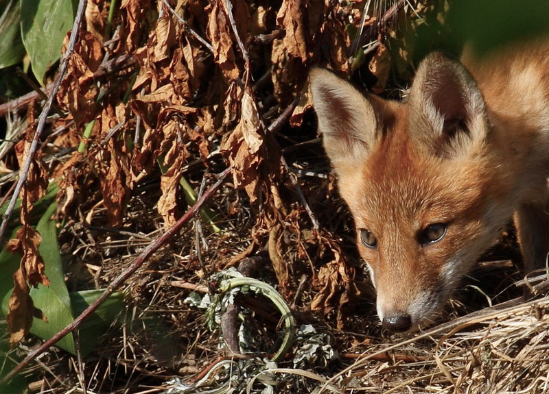 26-tiere-in-der-region.jpg - Auch junge Füchse ließen sich für uns ganz kurz blicken.