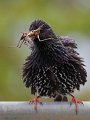 02-tiere-in-der-region