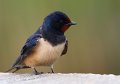 04-tiere-in-der-region