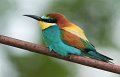 07-tiere-in-der-region