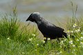 08-tiere-in-der-region