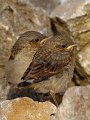 13-tiere-in-der-region