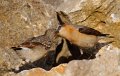 14-tiere-in-der-region