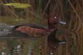 18-tiere-in-der-region
