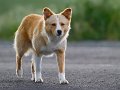 24-tiere-in-der-region