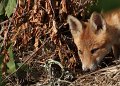26-tiere-in-der-region